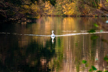 White Swan Floating On A River With Autumn Trees Reflecting On The Water