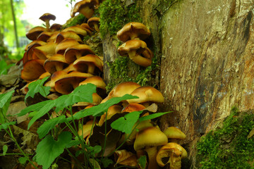 Sticker - Brown arboreal mushrooms grown in the forest in autumn