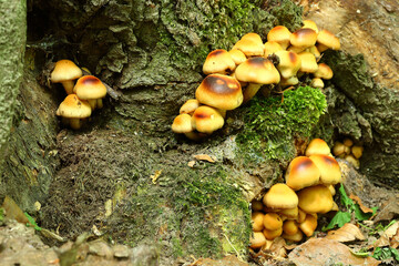 Sticker - Brown arboreal mushrooms grown in the forest in autumn