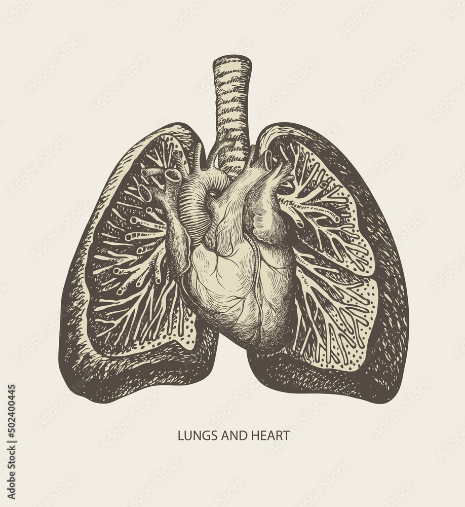 Detailed pencil drawing of human lungs and heart on old paper ...