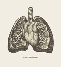 Detailed Pencil Drawing Of Human Lungs And Heart On Old Paper Background. Vector Medical Poster. Hand-drawn Anatomically Correct Illustration Of Internal Organs In Retro Style. Creative T-shirt Design