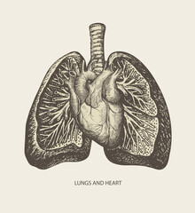 Detailed pencil drawing of human lungs and heart on old paper background. Vector medical poster. Hand-drawn anatomically correct illustration of internal organs in retro style. Creative t-shirt design