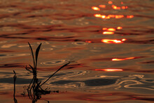 Closeup Shot Of Dragonfly Reflections On The Water At Sunset