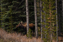 Wild Moose Walking In A Forest Surrounded By Trees