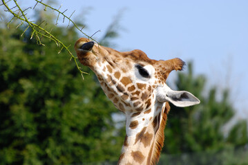 Wall Mural - Beautiful Giraffe nibbling at spiky branches on a sunny day