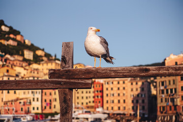 Poster - CAMOGLI, ITALY-JULY 2021: The colorful fishermens village on the coastline of Liguria