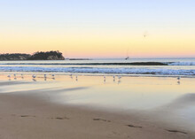Sandy Beach With A Group Of White Seabirds During The Sunset