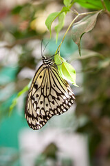 Vertical shot of a black and white butterfly with interesting patters on the wings