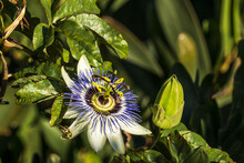 Selective Focus Shot Of A Passionflower In A Sunny Garden