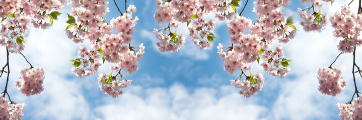 Wall Mural - Branches of blossoming cherry macro with soft focus on gentle light blue sky background in sunlight with copy space.