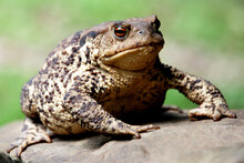 Closeup Shot Of A Brown Frog On A Rock