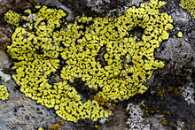 Photo Of Black Rock Covered With Yellow Moss