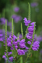 Vertical Shot Of Obedient Plants On The Blurry Background
