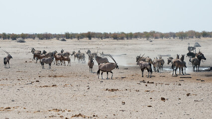 Poster - Animals in the Safari in Etosha National Park, Namibia