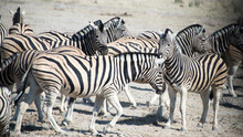 Group Of Zebras In The Safari In Etosha National Park, Namibia