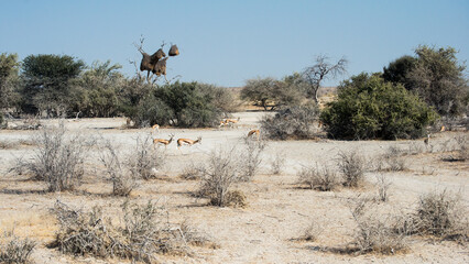 Poster - Safari in Etosha National Park, Namibia