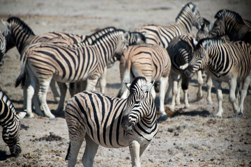 Poster - Group of zebras in the Safari in Etosha National Park, Namibia