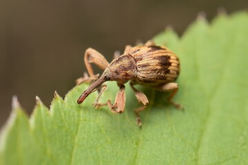 Wall Mural - little Curculio venosus on a leaf