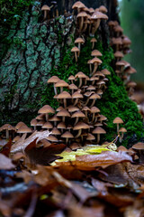 Sticker - Vertical closeup of Hypholoma fasciculare, known as the sulphur tuft or clustered woodlover.