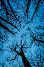 Low Angle Shot Of Bare Trees Against A Blue Sky