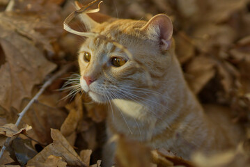 Poster - Closeup of the cute ginger cat in the autumn foliage.