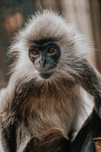 Vertical Shot Of A Beautiful Gray Monkey / Closeup Portrait