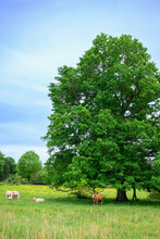 Cows Under Tree In Pasture