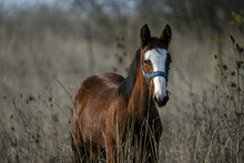 Brown Horse With A White Pattern On Its Head Grazing On Dried Grasses