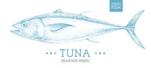 Realistic Tuna Fish Vector Illustration. Seafood Menu Design