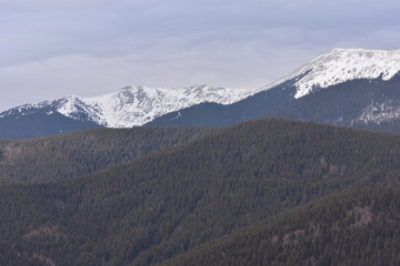 Wall Mural - Beautiful landscape of snow-capped Carpathian Mountains in Ukraine on a foggy day