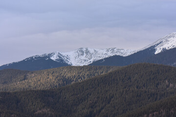 Wall Mural - Beautiful landscape of snow-capped Carpathian Mountains in Ukraine on a foggy day