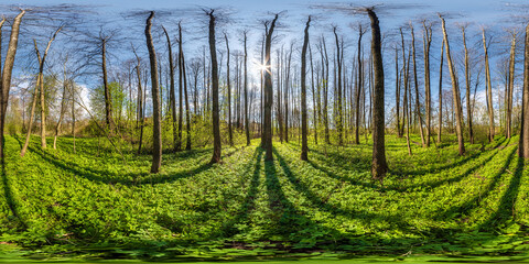 Wall Mural - full seamless spherical 360 hdri panorama view in beautiful spring forest or park with bright sun shining through the trees in equirectangular projection, ready VR AR content