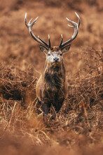 Vertical Shot Of A Deer With Large Antlers Standing In The Field Looking At The Camera