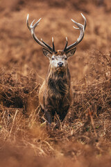 Canvas Print - Vertical shot of a deer with large antlers standing in the field looking at the camera