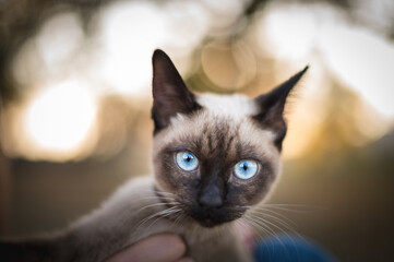 Poster - Selective focus shot of Siamese cat against a bokeh nature background