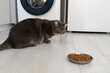 A domestic gray cat with different eyes refuses to eat dry food. Poor-quality cat food, feline diseases and poor appetite