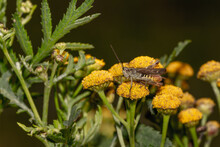 Closeup Of A Grasshopper On Beautiful Yellow Wildflowers