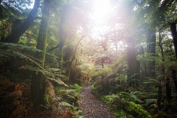 Canvas Print - New Zealand forest