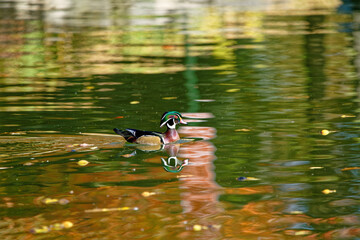 Wall Mural - Wood duck or Carolina duck swimming in the lake. Aix sponsa. Kettering, Ohio.