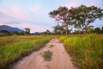 Canvas Print - Road in the  field