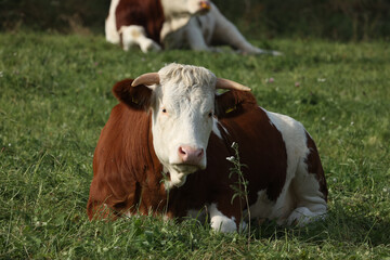 Canvas Print - Cows grazing calmly on a green meadow.