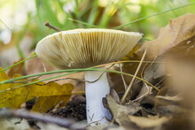 Close-up Shot Of A White Edible Russula Mushroom In The Forest During The Daytime