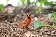 Closeup Shot Of Northern Cardinal Perched On The Ground