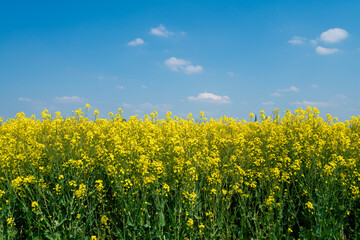 Wall Mural - yellow rapeseed field flowering in farmland in countryside , spring landscape under blue sky on sunn