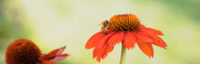 Horizontal Banner Of A Honeybee Balancing Precariously On Intense Orange Coneflower, Echinacea Purpurea, With A Dreamy Bokeh Background