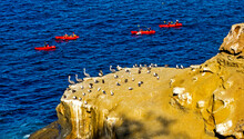 Kayaking And Lots Of Cormorants In The Famous Bay Of La Jolla,California.