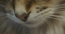 Close-up Of Nose And Eyes Of A Kitten. The Cat Attacks The Camera With Its Paw.