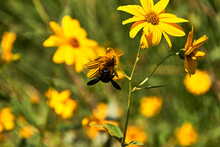 Large Bee Pollinating On A Yellow Daisy .