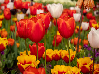 Wall Mural - Multicolored tulips. Tulips of different colors. Flowerbed of tulips.