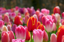 Red And Pink Tulips With Backlight